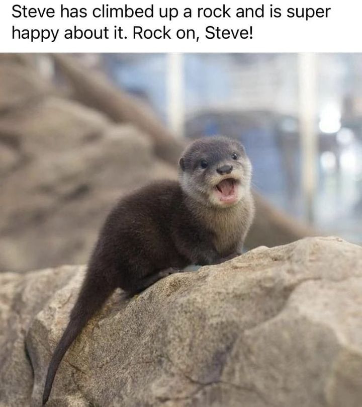 In Otter News.... tweet media