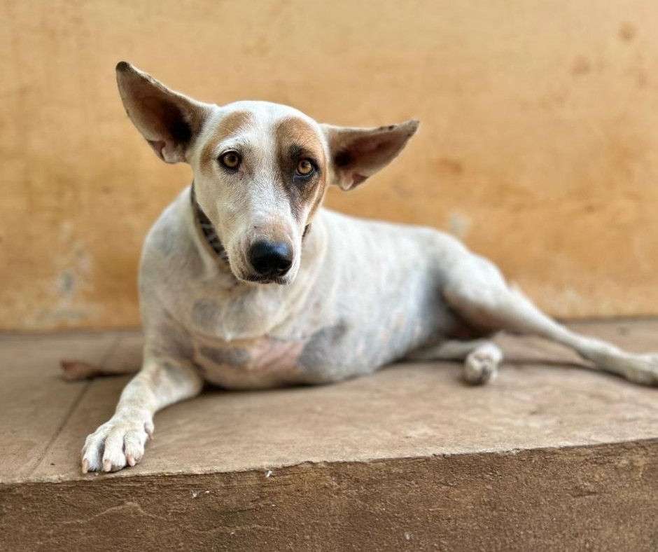 Network For Animals 🐾 tweet media