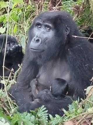 ecoadventuresug's tweet photo. Good Gorilla 🦍 News. 

Our mountain gorillas family is growing! A new baby has been welcomed into the Mucunguzi family in Rushaga, Bwindi Impenetrable National Park, bringing the group to 18 members.

A tiny new life, another reason to celebrate the wild and everything it continues to give. 

#gorillatrekking #bwindiimpenetrableforest #gorillatrekkinguganda #gorilla #gorillatrekkingrwanda 
……………………………………………………………
To book for you a gorilla tour contact us on WhatsApp: +256773234876 📧 info@ecoadventuresafaris.com | 🌐https://t.co/KRDwMVIrQw