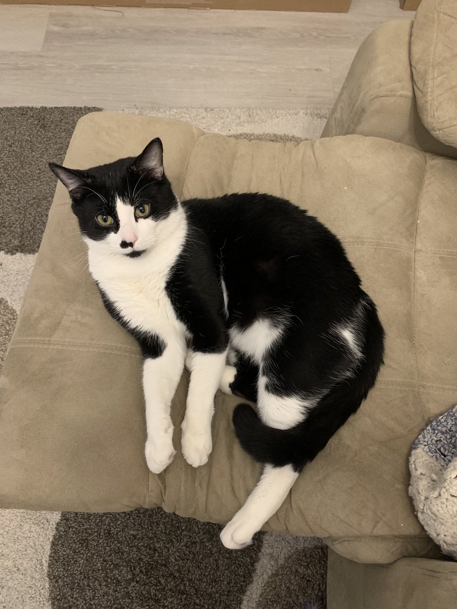 rachcupskey's tweet image. @PhantoTree please will you make my boy into his true form. Here are some photos to choose from &amp;lt;33 👁️