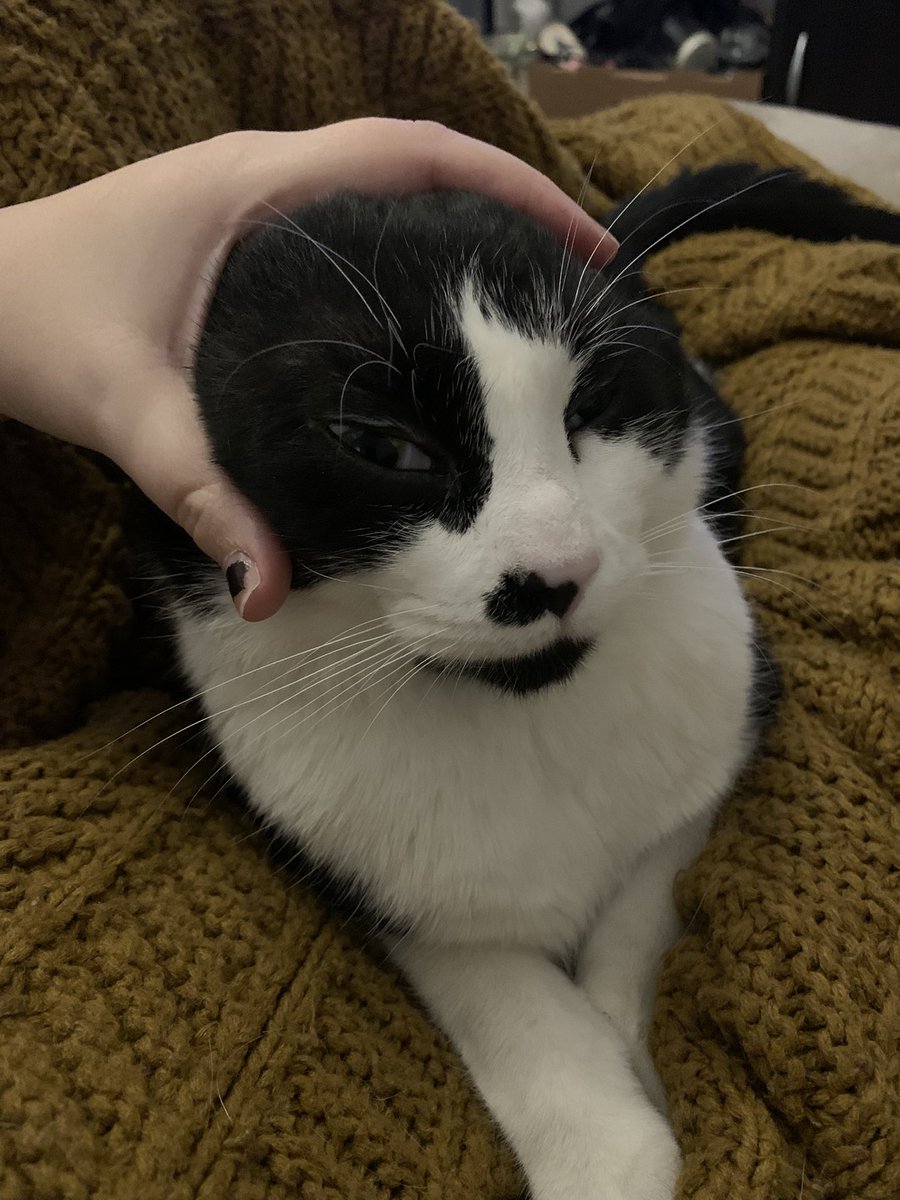 rachcupskey's tweet image. @PhantoTree please will you make my boy into his true form. Here are some photos to choose from &amp;lt;33 👁️