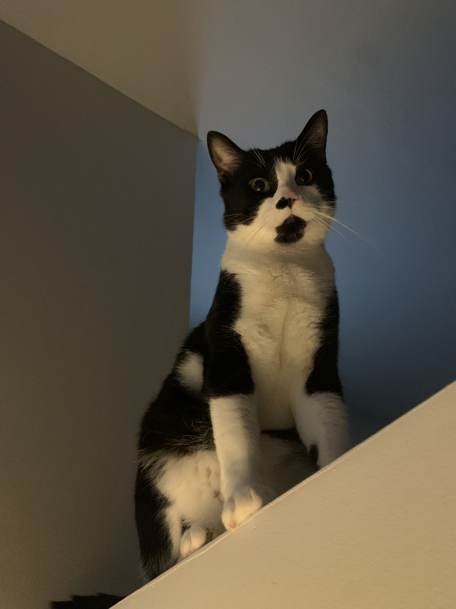 rachcupskey's tweet image. @PhantoTree please will you make my boy into his true form. Here are some photos to choose from &amp;lt;33 👁️