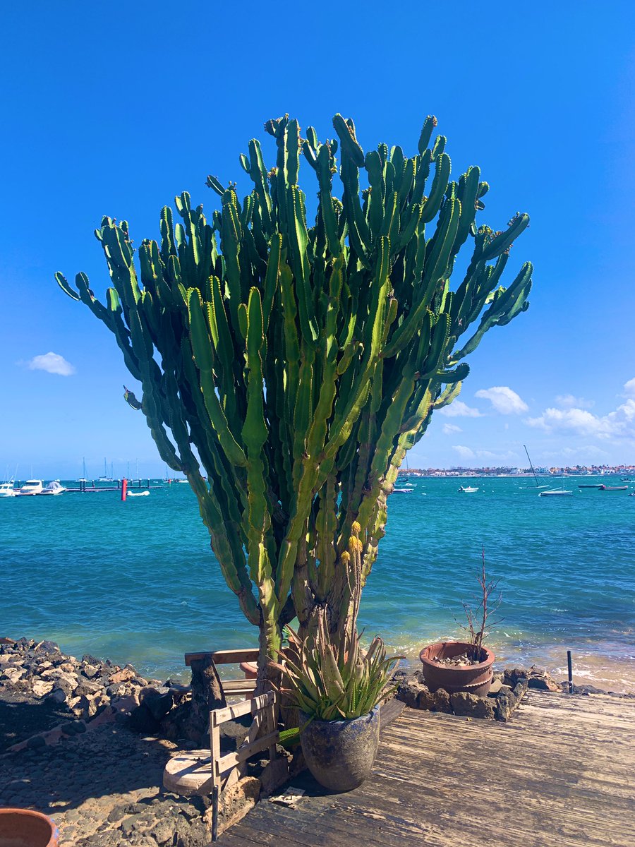 bobg611's tweet image. Our walkabout today #corralejo Still very breezy but still escaping the worst of the weather so far.