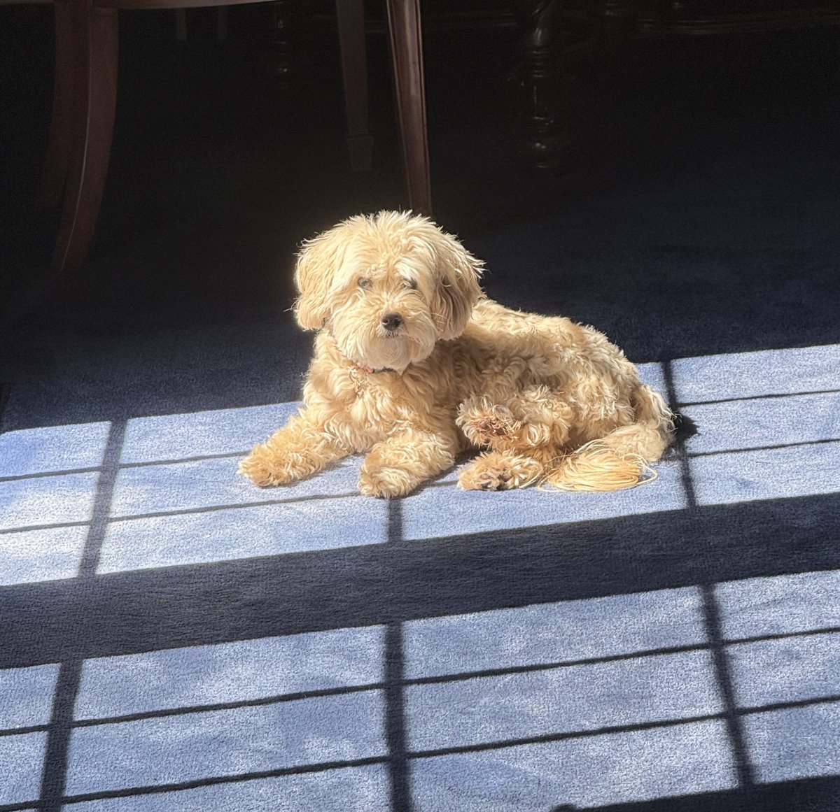 Waters of the Temple ♱🦢 tweet media