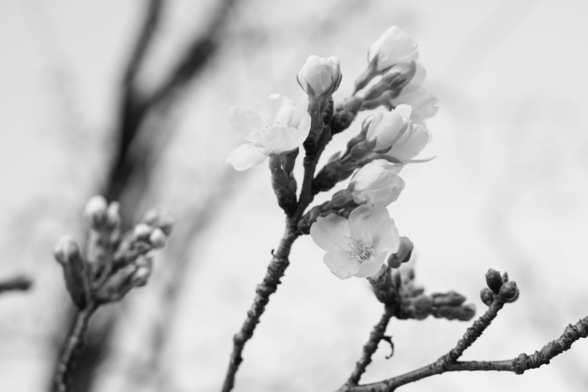 biyoon's tweet photo. 桜、ちらほら���いてるね。 https://t.co/h61FBYUGHN