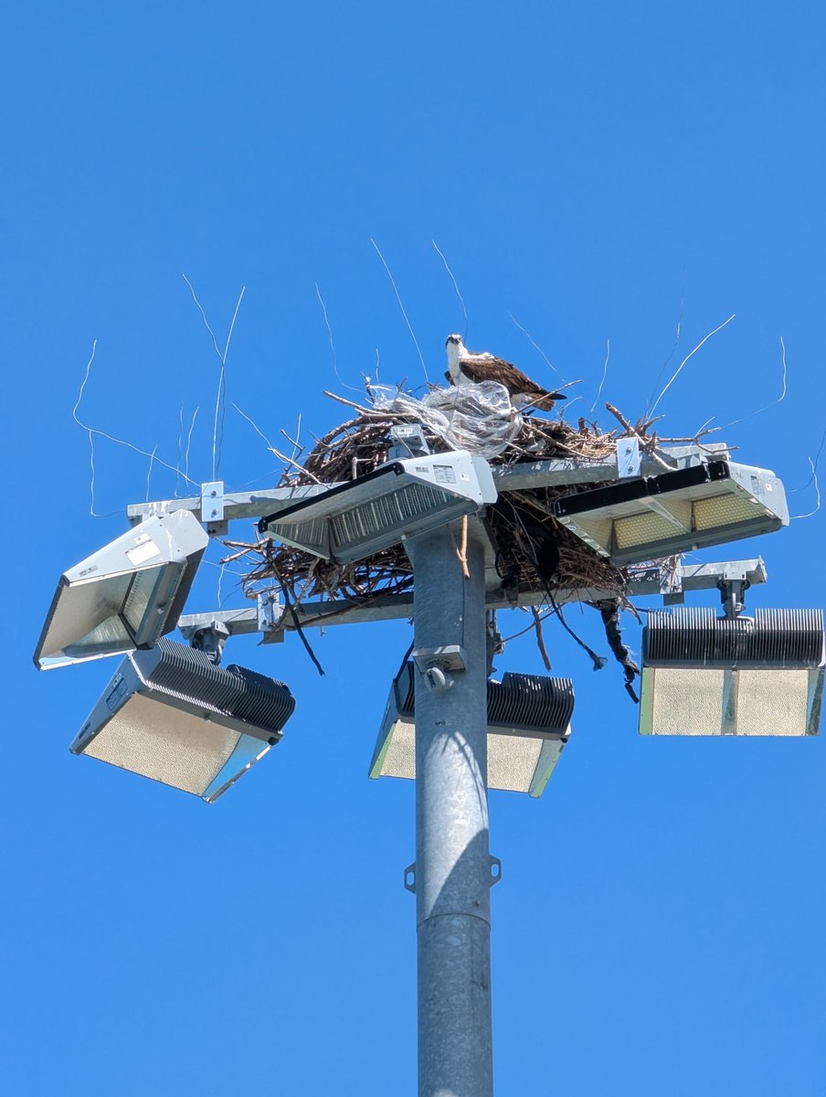 Tony Hom tweet media