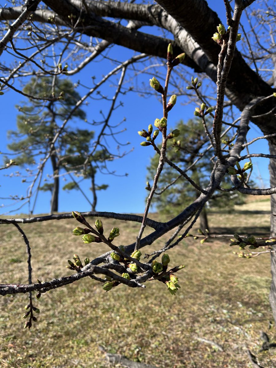 菊池純子 tweet media