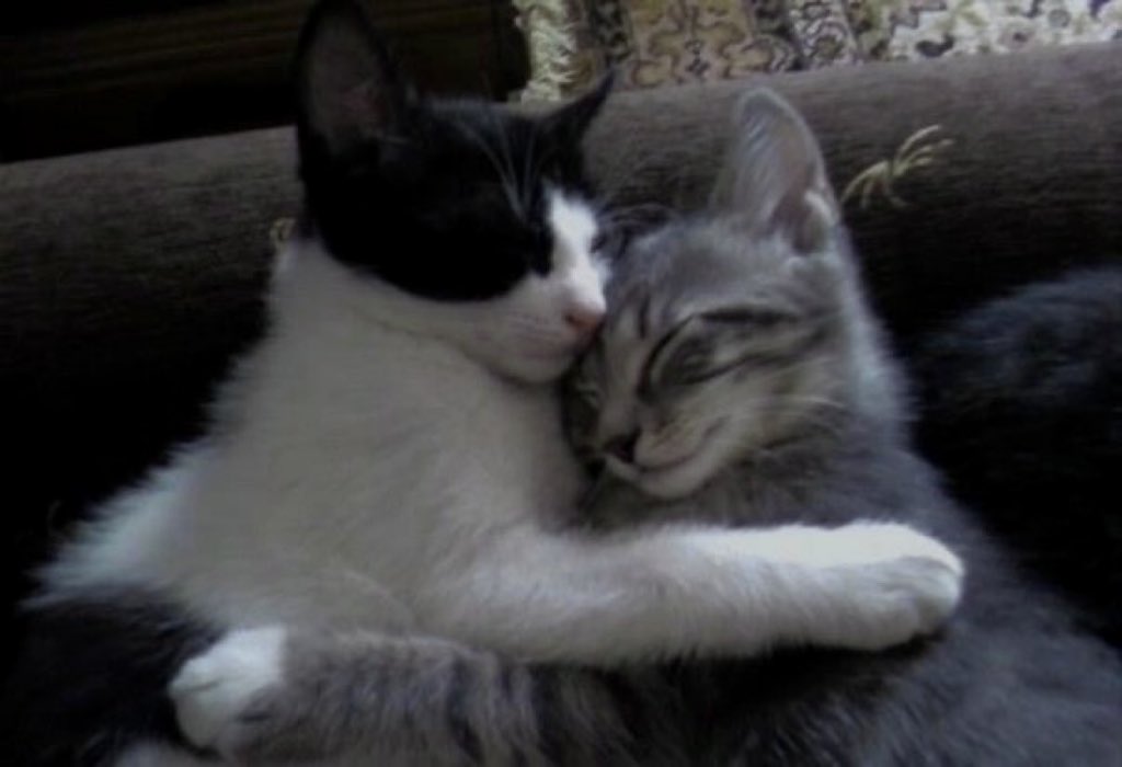 You’re my meow meow