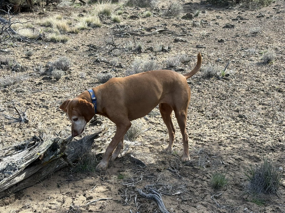 Lindsay Buroker tweet media