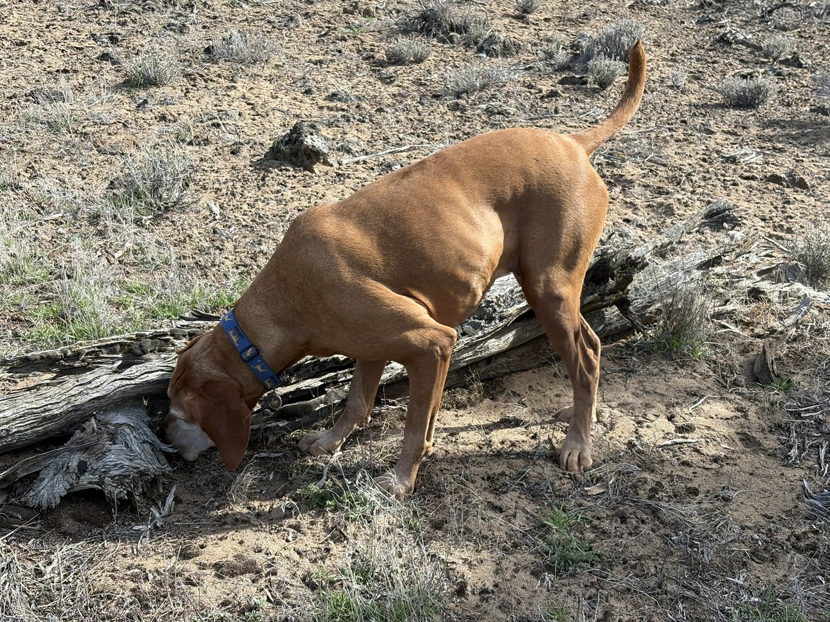 Lindsay Buroker tweet media