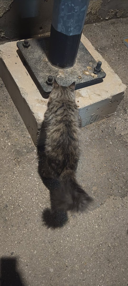 يـوشـيـن. tweet media