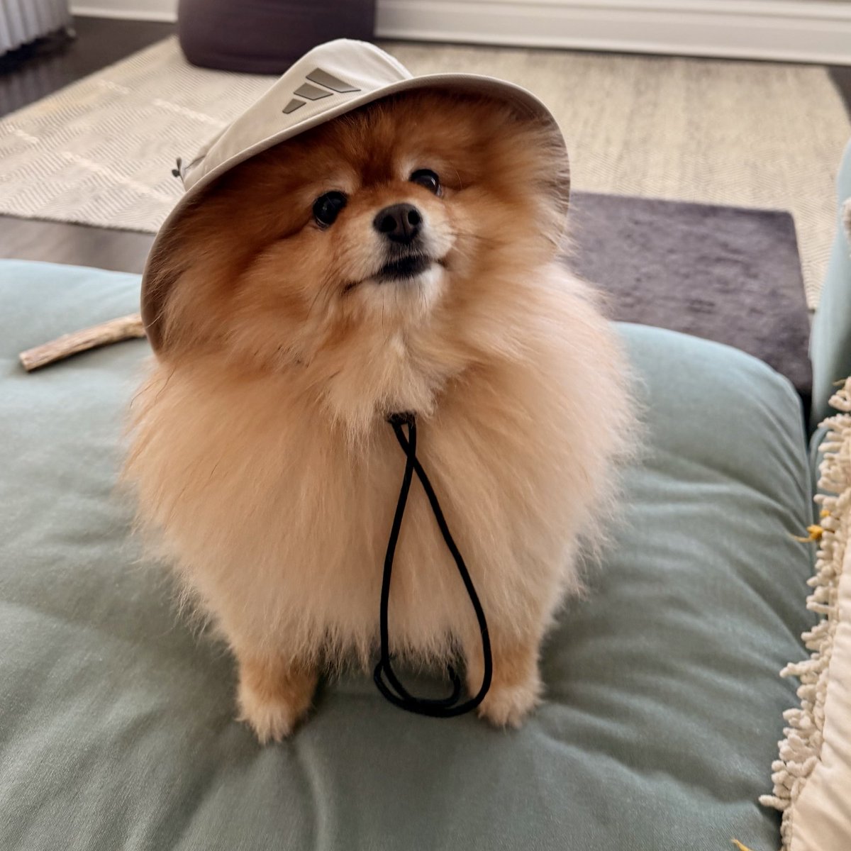 Jared Holt tweet media