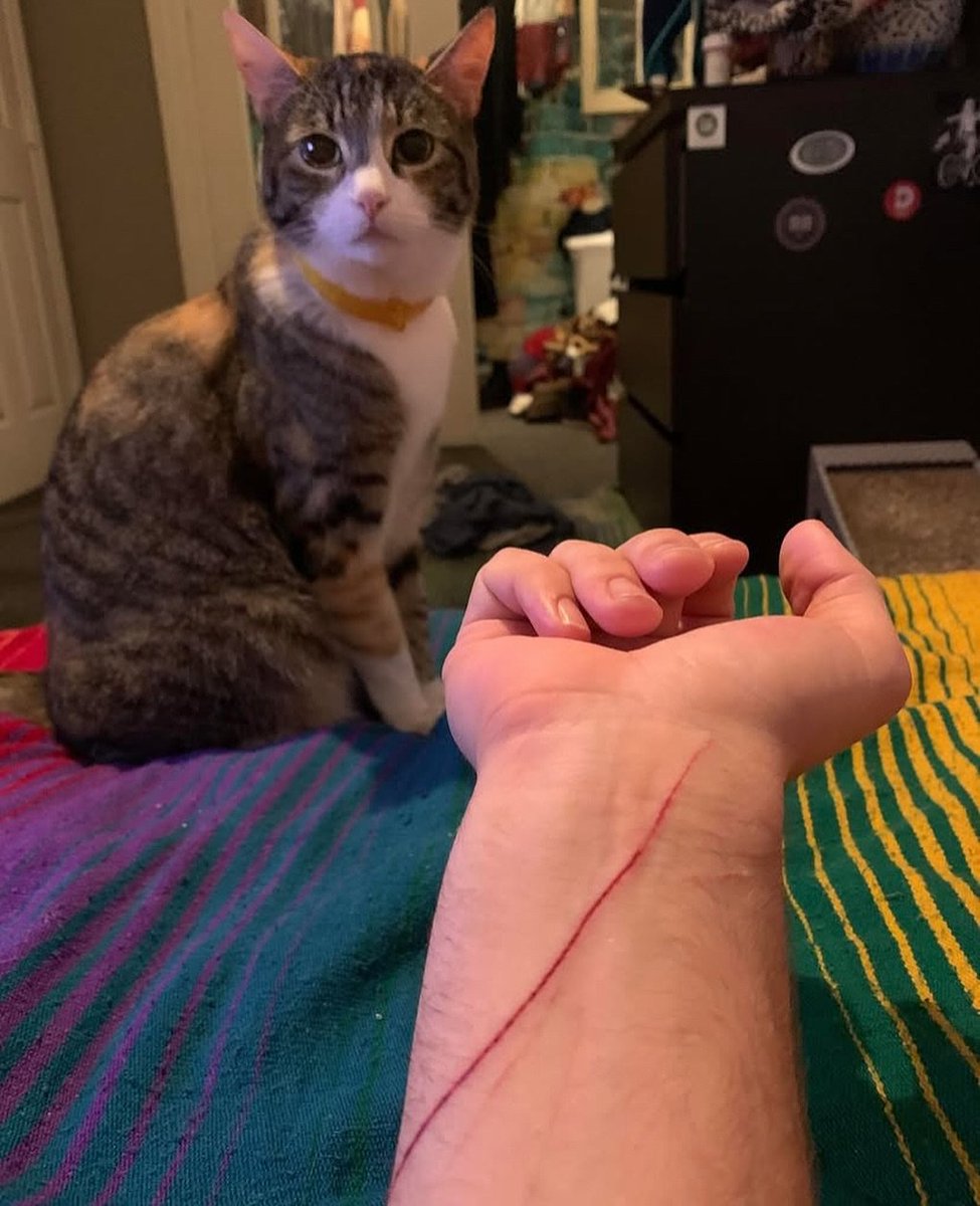 The Cats 𝕏 tweet media