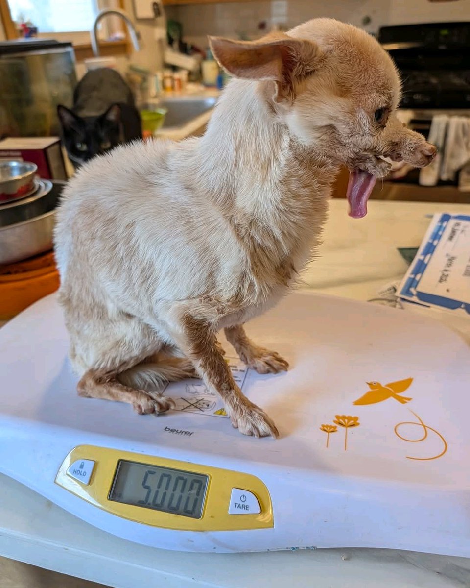 IrinaShelter's tweet image. #PuppyLove #DogMom #DogDad #StreetDogs #SaveDogs #FurryFriends #UrgentHelp #DonateNow #HelpNeeded 🐾