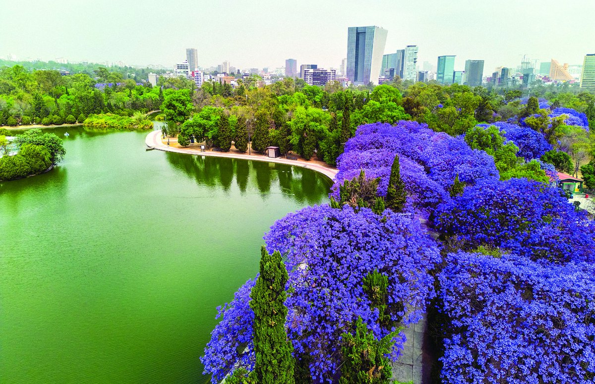 Clara Brugada Molina tweet media