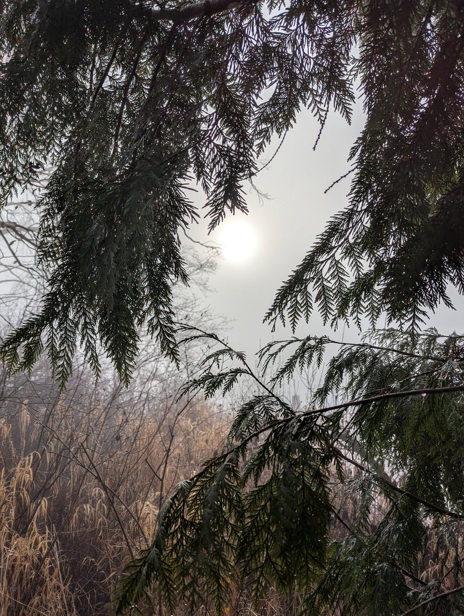 Grampa1950's tweet image. Fog: nature’s way of adding a little mystery to the day.

QP or Share your foggy clicks 📸