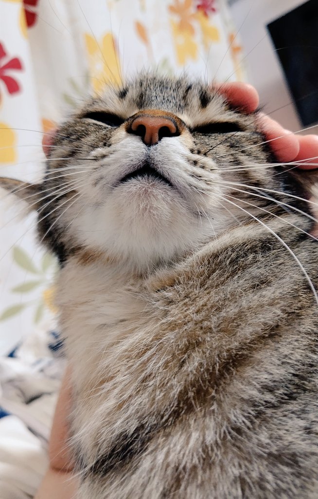 ゴロー🐾 tweet media