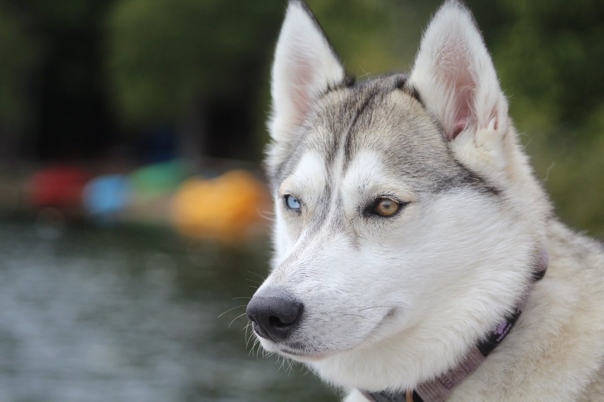 Chris Whitehead tweet media