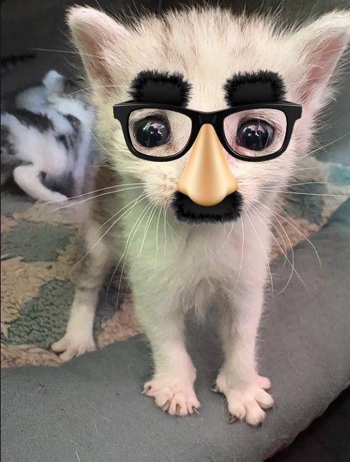 kai​ 🦈​🐠​🐡​ tweet media