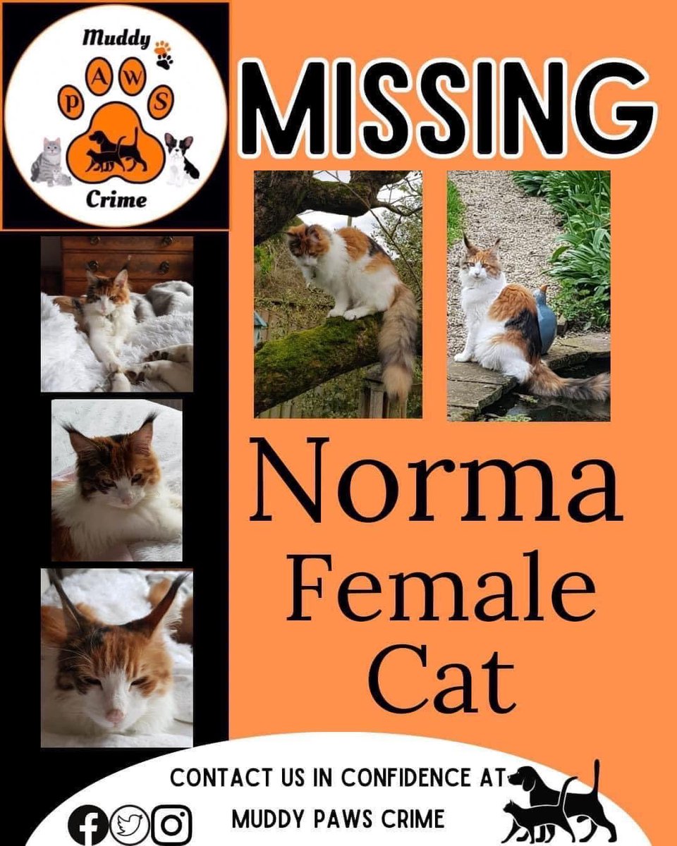 karensarah66's tweet image. Gorgeous Norma is missed so much much by her family💔 Last seen in Cookham SL6 on 11/4/23, we need your help to help #findnorma #missingcatday #muddypawscrime #mainecoone #theftbyfinding #missingcat #missingtoolong 😢💔