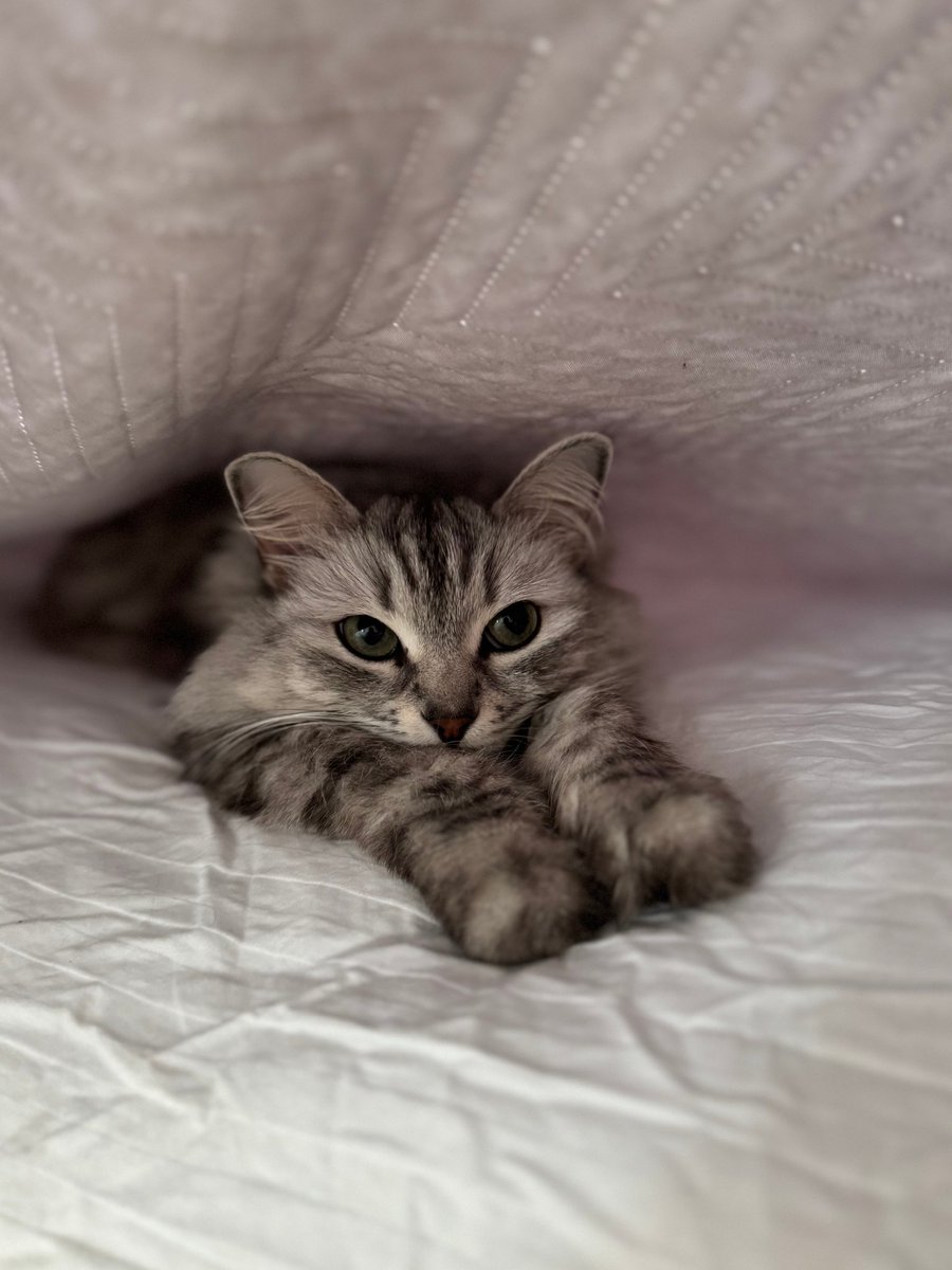 Posts Of Kittens🐾 tweet media