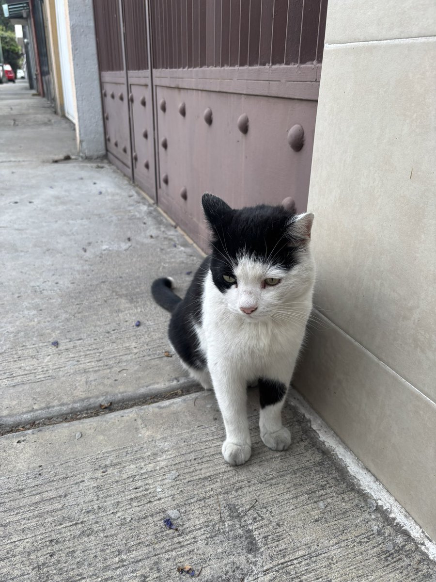 Puma Radio (Jive Bunny)  tweet media