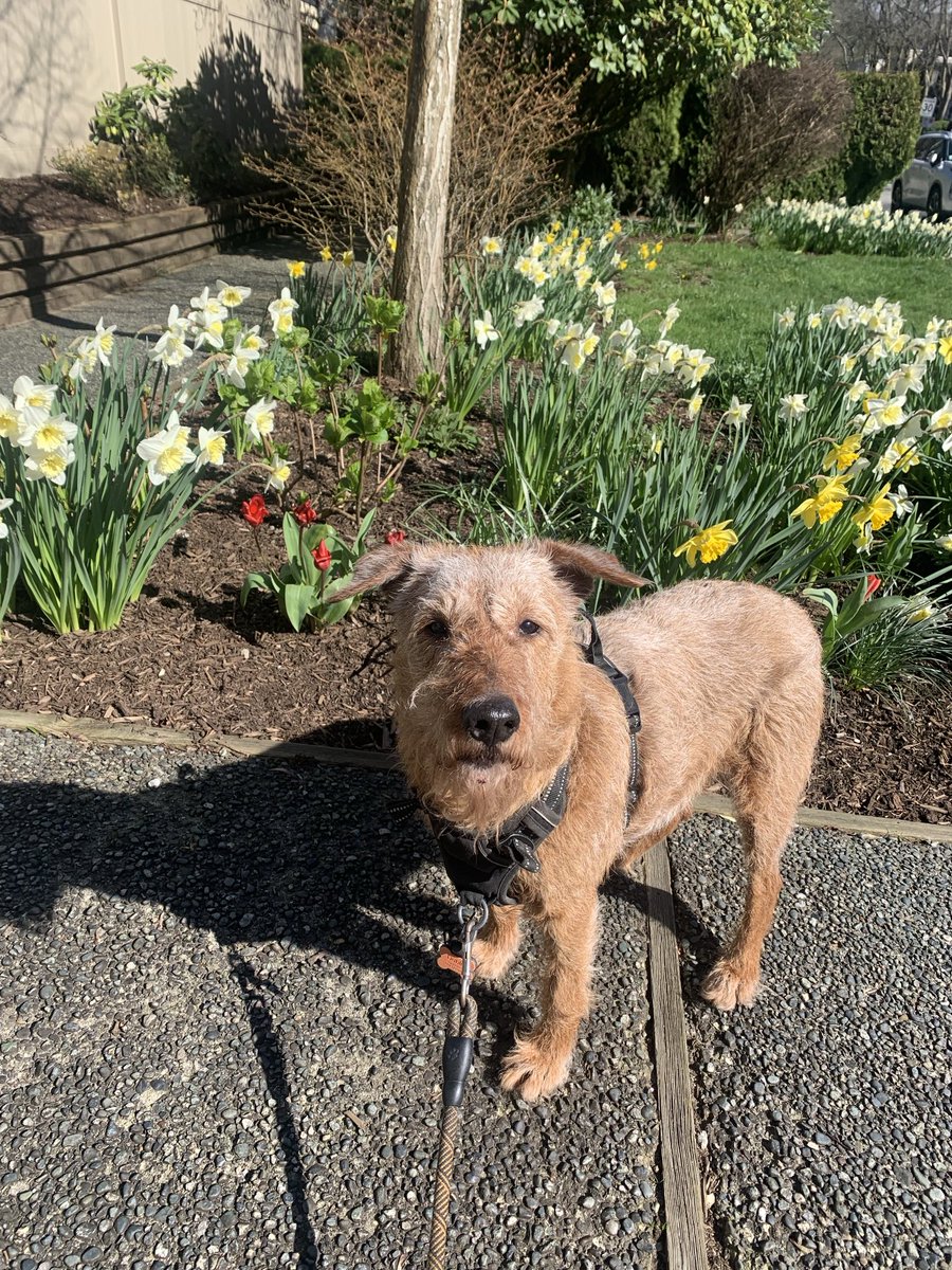 Dublin Irish 👧🐕Terrier 🌊🐾🌳🏖♥️ tweet media