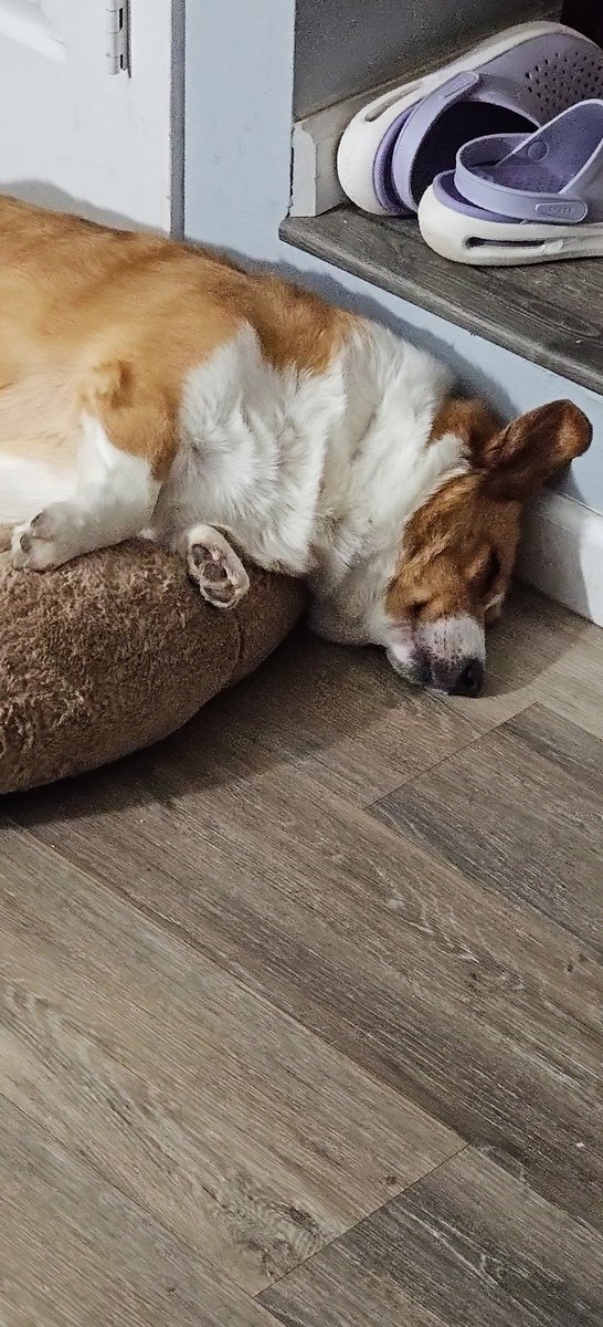 Trademax8's tweet photo. @DayTraderWayne she tried from long day napping on the deck https://t.co/hvT0GKB2HV