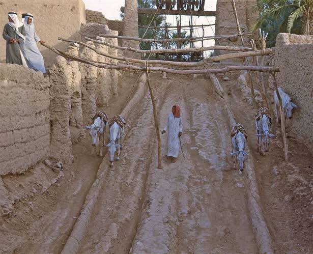 Warwick Powell | 鲍韶山 tweet media