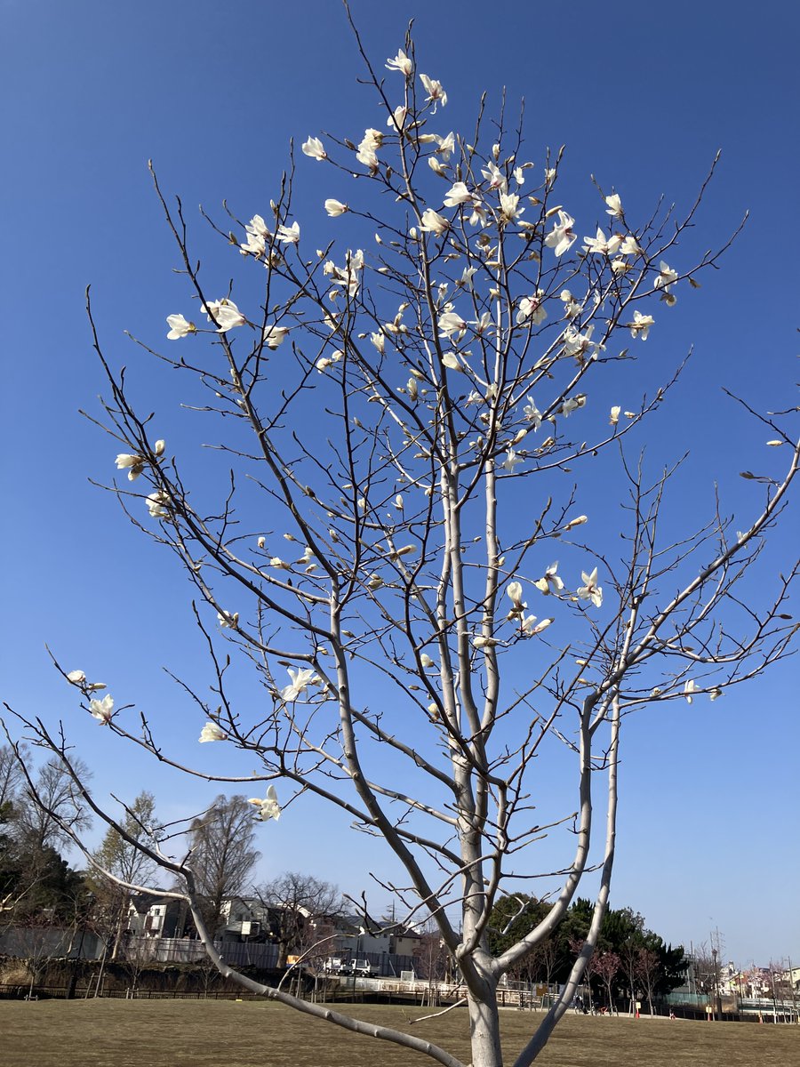 ParksNerima's tweet photo. 園内のコブシが咲いてきました。本日3月22日 #練馬こぶしハーフマラソン2026大会 は予定どおり開催されます。一部交通規制がありますので、来園の際はご迷惑をおかけいたしますが、みなさまのご協力をお願いいたします。 #練馬城址公園 https://t.co/C1KE51dq84