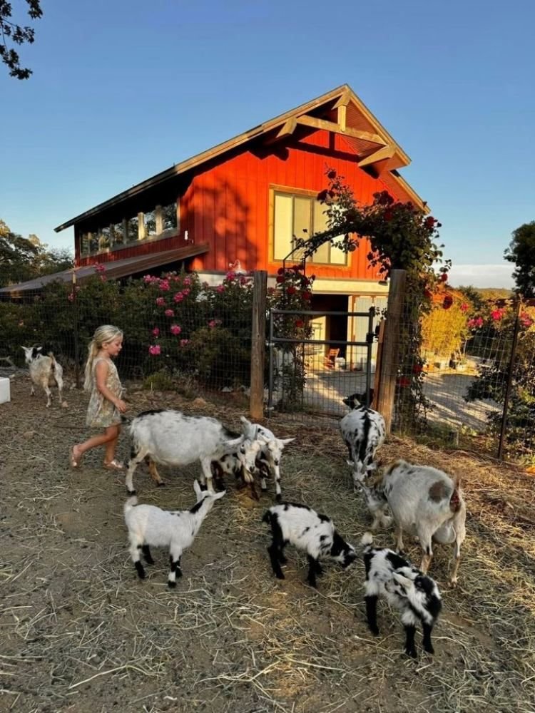 Carnivore Aurelius ©🥩 ☀️🦙 tweet media