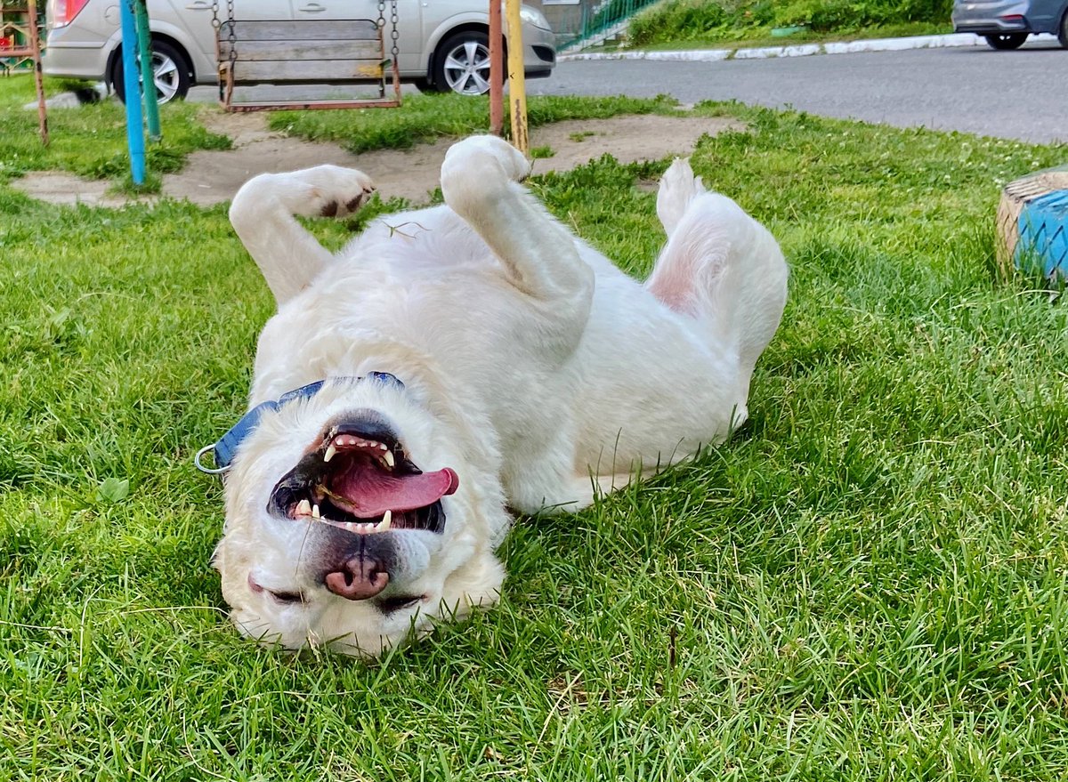 keinesommer tweet media