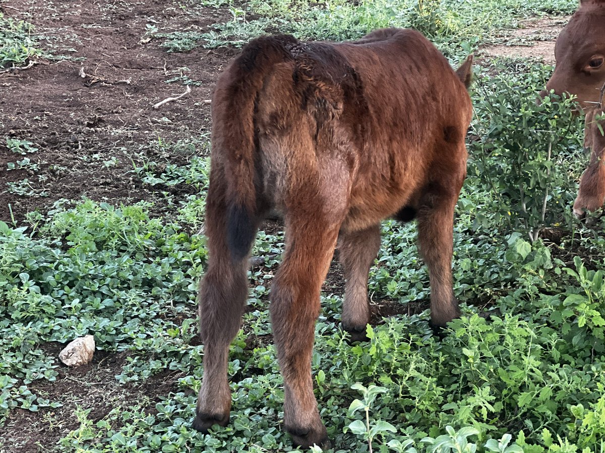 The Meating Block tweet media