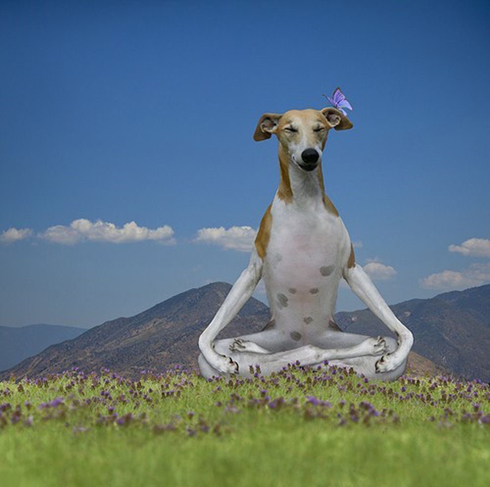 thiahgom tweet media