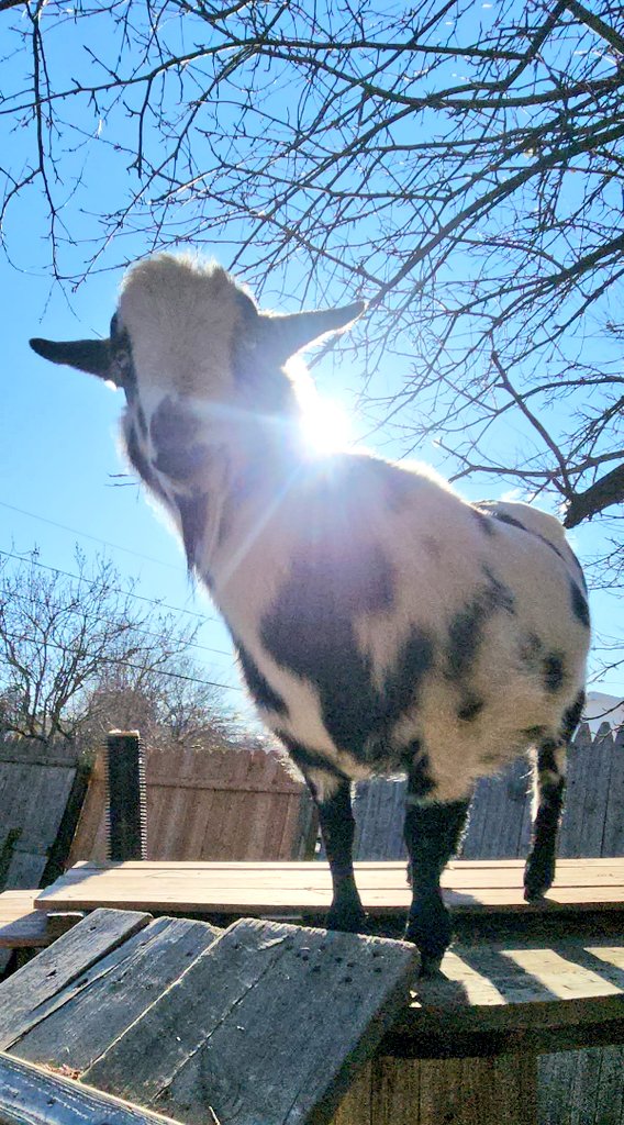 🐐Winston🌈Thatcher🌈Domino, Walnut, Jasper🐐 tweet media