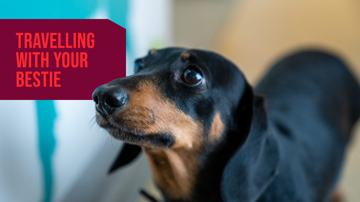 P&O Ferries Travel Updates tweet media