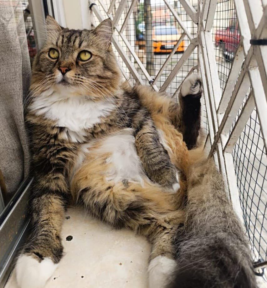 Alerta me perdi tweet media