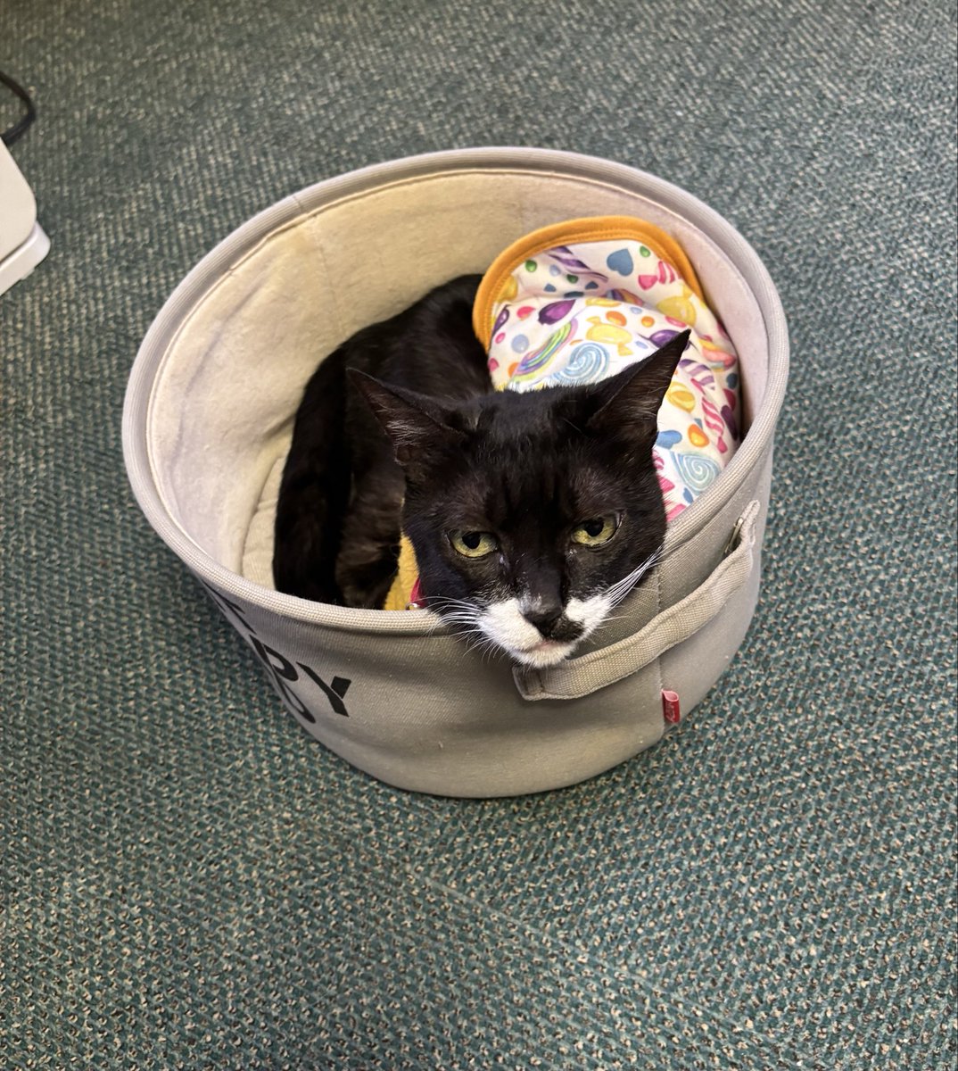 ワンラブ🐈⬛🐾⛄️❄️🤍 tweet media