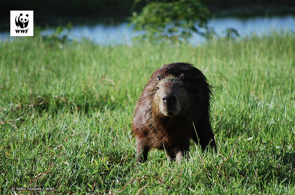 WWFジャパン tweet media