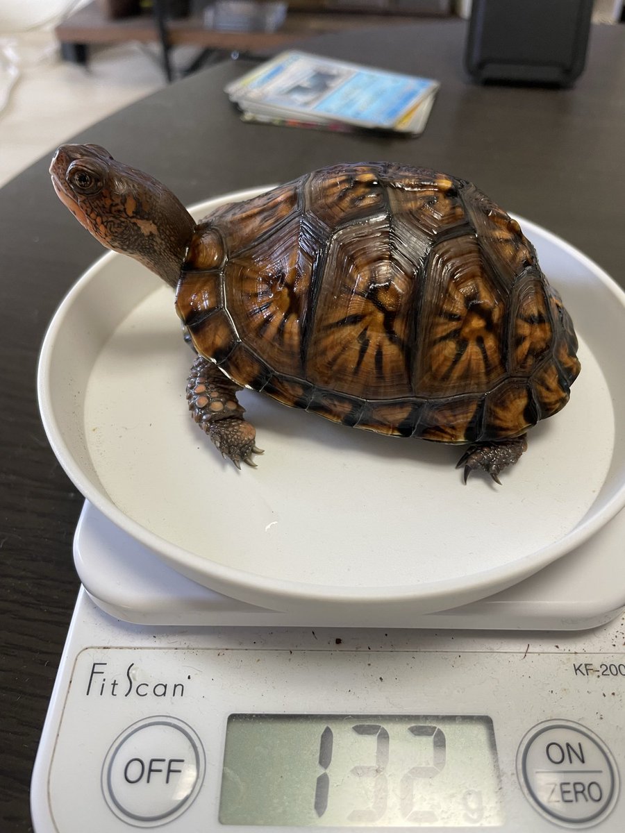 寿ん壱 tweet media