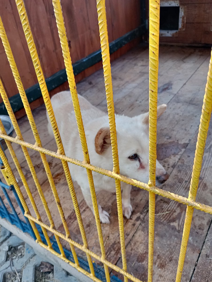 Robwalka Wolf tweet media