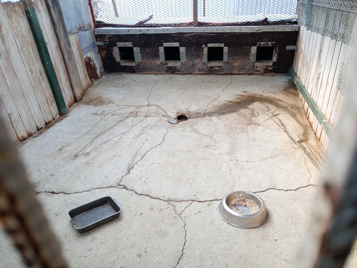 Robwalka Wolf tweet media