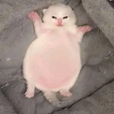 lia ᛝ♡ᛝ tweet media