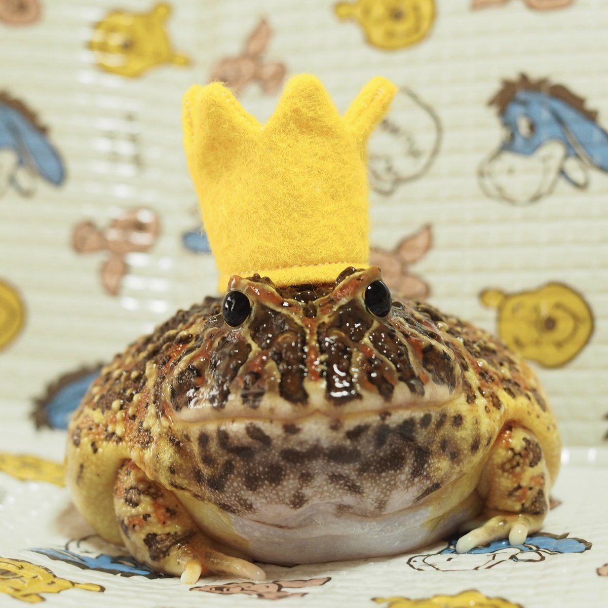 むそう🐸 tweet media