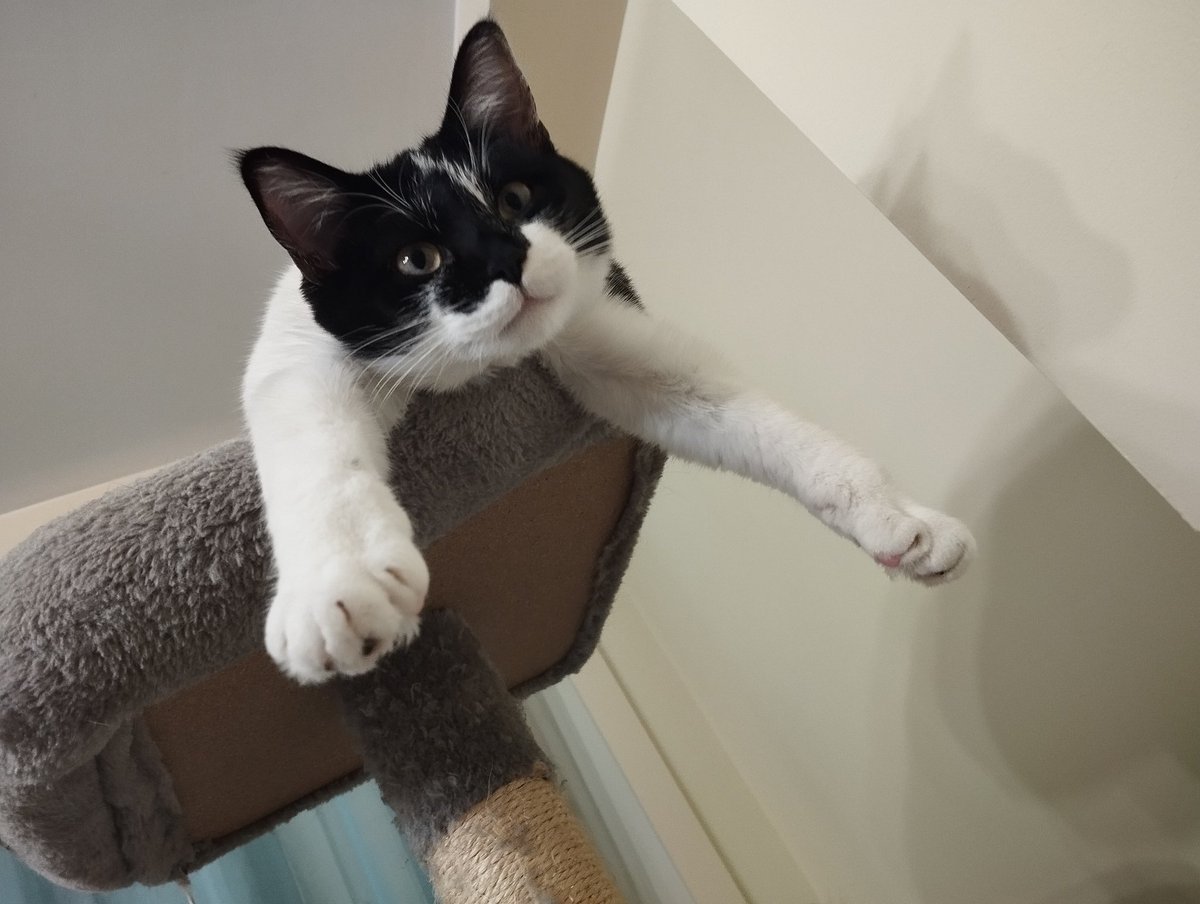 Compote 🐾 tweet media