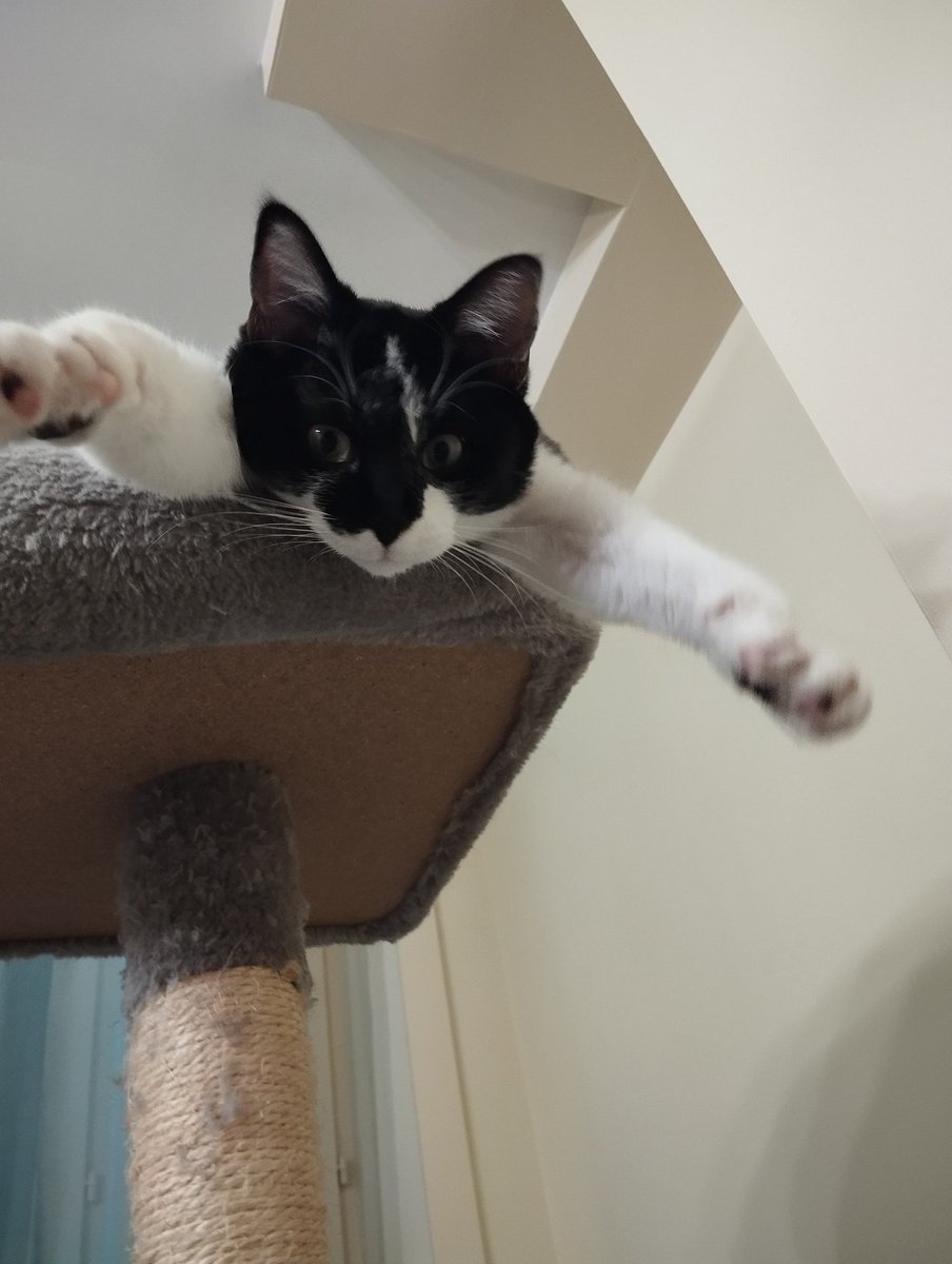 Compote 🐾 tweet media