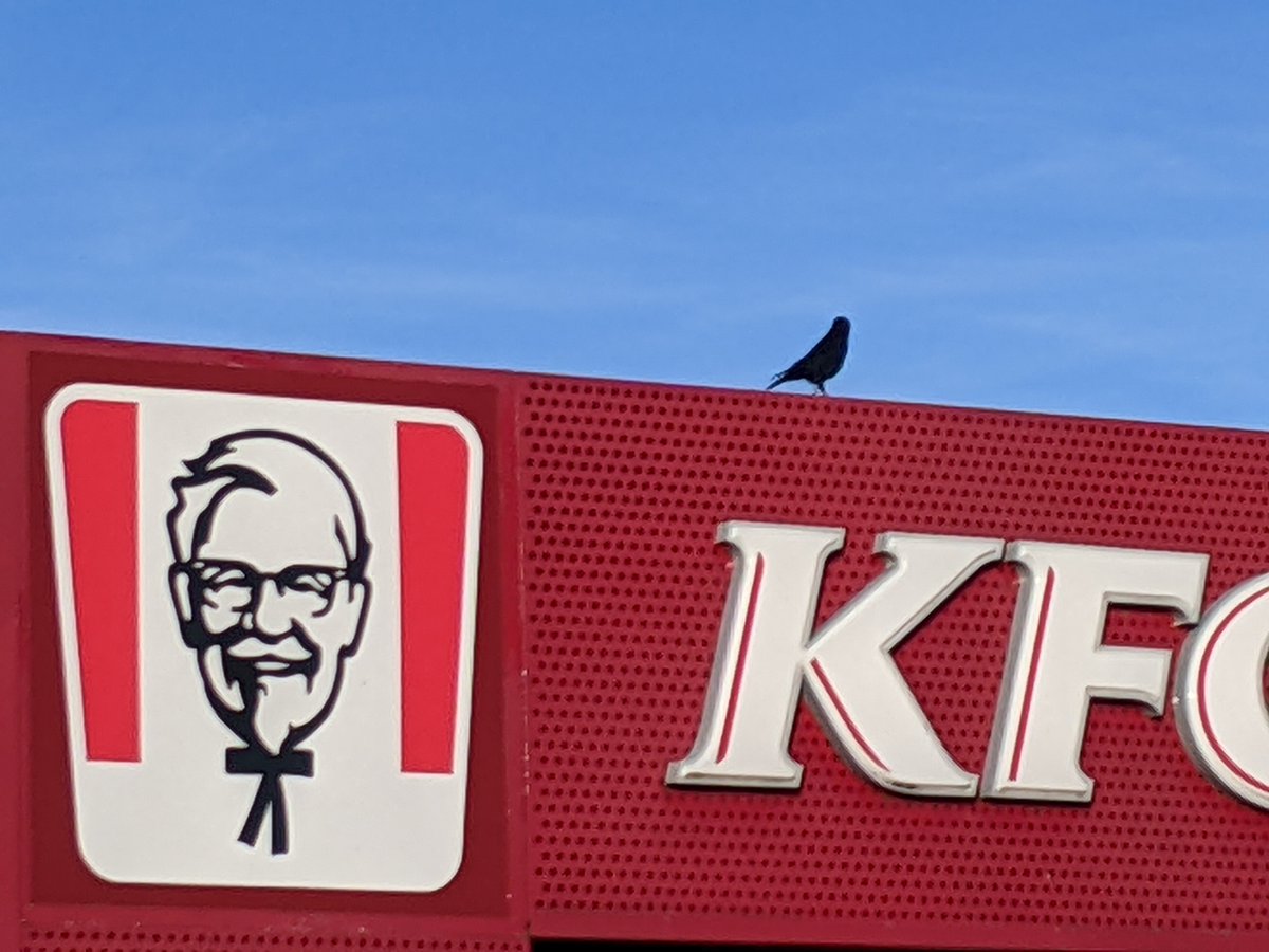 merumofrance's tweet photo. カラスとカーネル氏。
#ColonelSanders https://t.co/ljNvav0td6