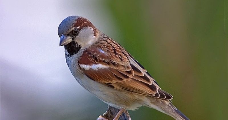 Cihan FULSER tweet media