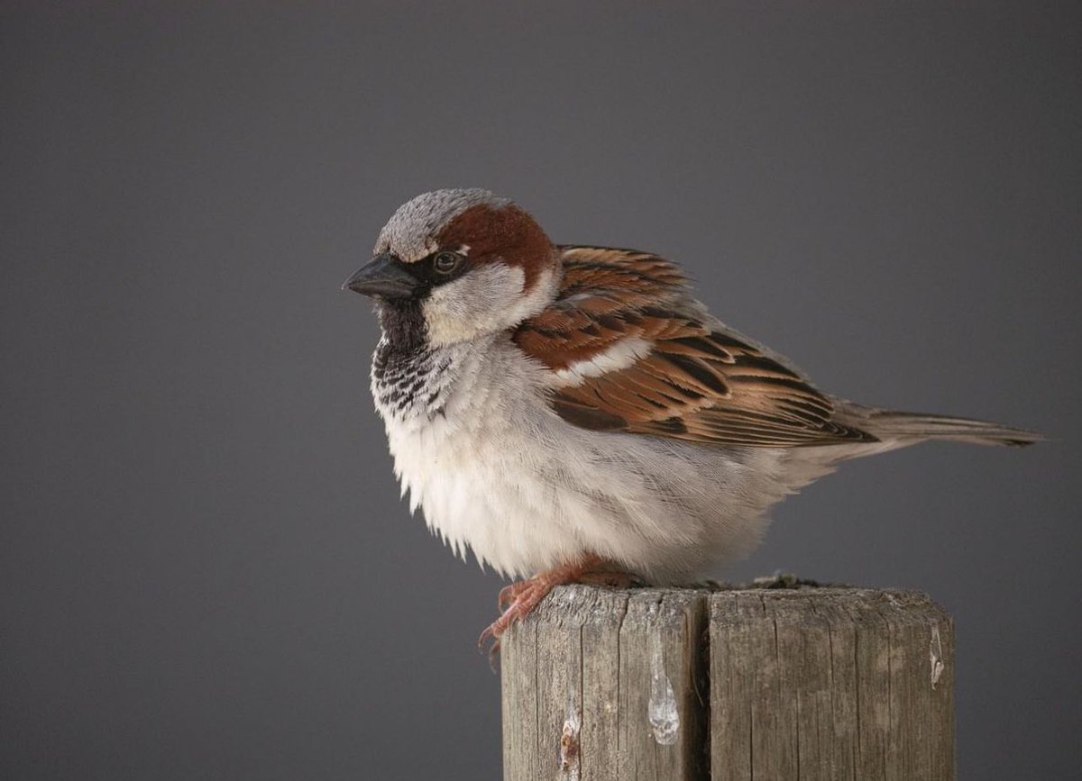 Cihan FULSER tweet media