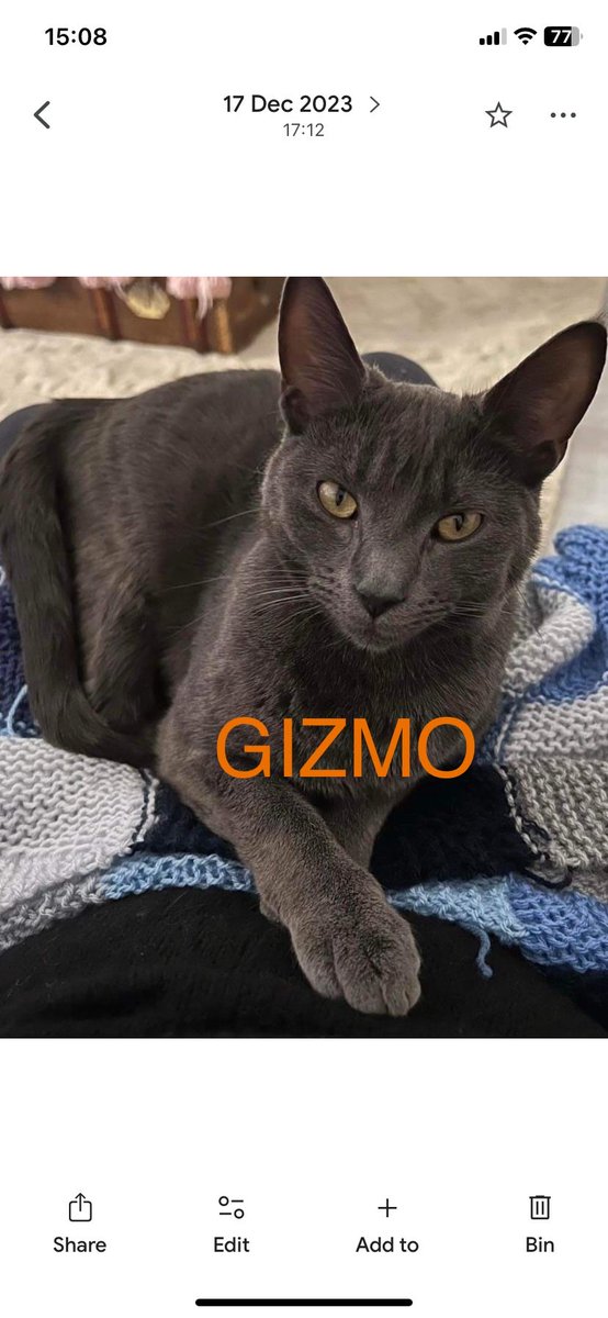 karensarah66's tweet image. Where is this beautiful boy?Gizmo was last seen on 11/11/23 at home in Maidenhead SL6 and we need your help to find him 🙏🏻🐈‍⬛#missingtoolong #missingcatday #russianbluecat #theftbyfinding #muddypawscrime